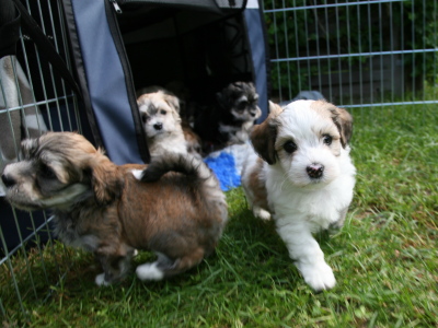 Bichon Havanais hvalpe hos Kennel Miki Nanoq